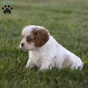 Clark, Cavalier King Charles Spaniel Puppy